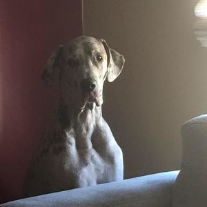 Meet your Posher, Craig